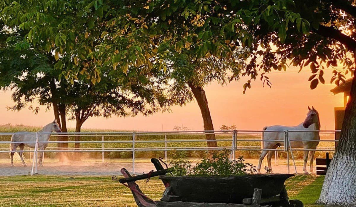 Salaš Moljac — lokacija GinfestNS 2025